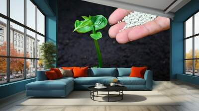 Close up of fertilizing a young plant Wall mural