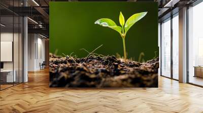 Close up Young plant growing with rain water drop over green and Wall mural