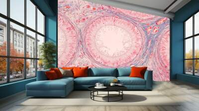 Anatomy and Histological Epididymis and Testis human cells under microscope. Wall mural