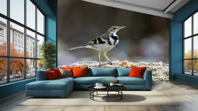 Beautiful bird in Asian, It is a kind of bird found in Thailand. Wall mural