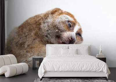 Carcass of a slow loris monkey for education. Wall mural