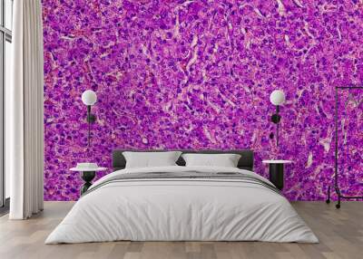 Pathology and Histology Tissue of Mammals under microscope. Wall mural