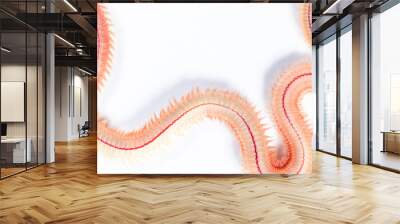 Sand Worm (Perinereis sp.) is the same species as sea worms (Polychaete), Living in a beach area with relatively shallow water levels for education in laboratory. Wall mural