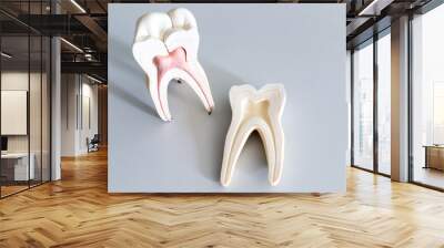 Tooth model for education in laboratory. Wall mural