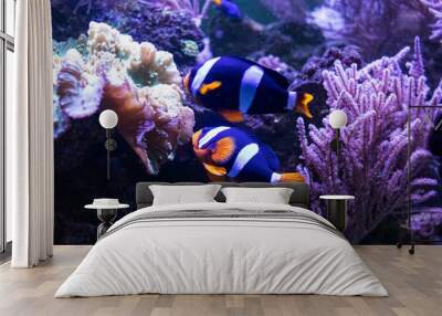 Clark's clown or Clown fish. Tropical bright pisces that can live in aquariums, oceanariums or sea, ocean. Snorkeling and diving, observing exotic fish Wall mural