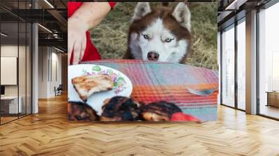 Siberian husky sits near the table with meat and asks for food. The dog looks at the grilled treat. Wall mural