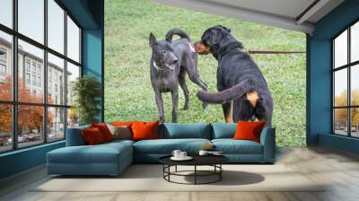 Two dogs greeting each other at the field. Dog social concept. Wall mural