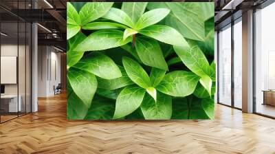 creative layout, green leaves with white square frame, flat lay, for advertising card or invitation Wall mural