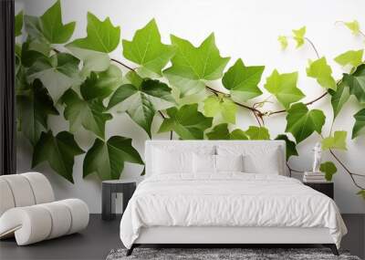 leaves background, green leaves from Javanese tree vine or grape ivy  isolated on a white background, Green leaves Javanese treebine or Grape ivy Wall mural