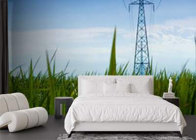 Electrical net of poles on blue sky and green rice meadow. Wall mural