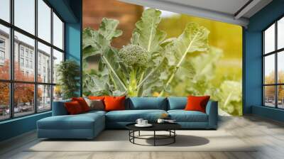 soft focus. natural light. growing organic products without the use of chemicals. green broccoli. close-up. Wall mural