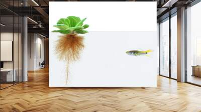 water lettuce and guppy fish on white background Wall mural