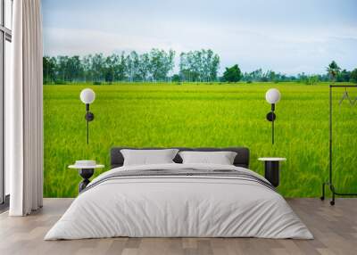 Countryside scenery of rice field Wall mural