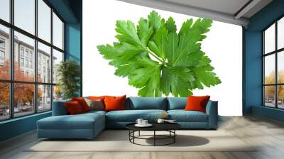 Parsley leaf isolated on transparent png Wall mural