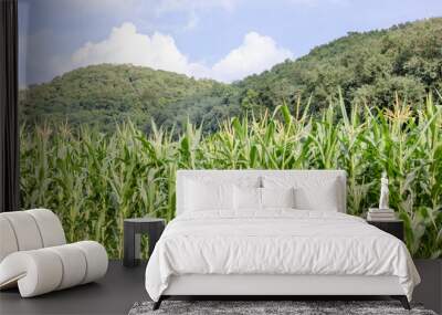 Corn farm with blue sky Wall mural