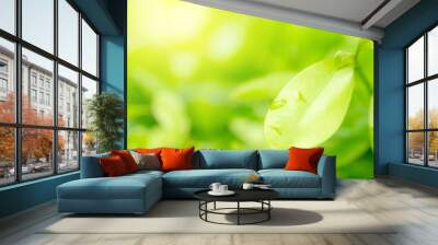 Green leaves pattern for summer or spring season concept,leaf blur textured,nature background Wall mural