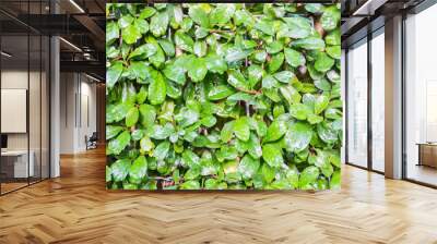 Green leaves real wall background have water drop sunlight backg Wall mural