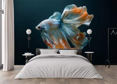 Colorful fighting fish. Siamese fighting fish moves isolated on black background. Wall mural