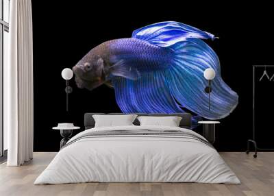 Betta Blue Veiltail VT Male or Plakat Fighting Fish Splendens on Black Background. Wall mural