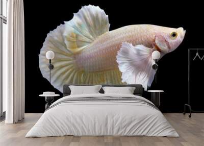 Golden Dumbo Ear Halfmoon Plakat HMPK Betta Male or Plakat Fighting Fish Splendens On Black Background. Wall mural