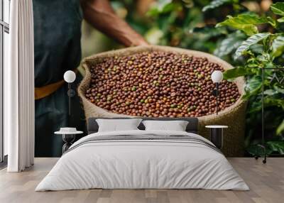 Coffee beans harvest seed robusta arabica plant farm, raw coffee beans, coffee growth in green eco farm Wall mural