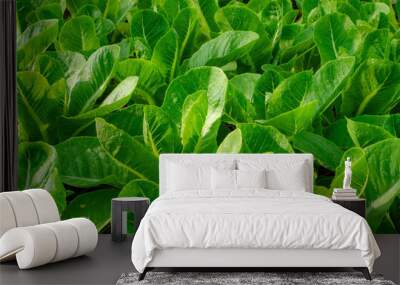 A lush green field of romaine lettuce plants basking in the sunlight. The vibrant green leaves are crisp and fresh, indicating high quality produce. Wall mural