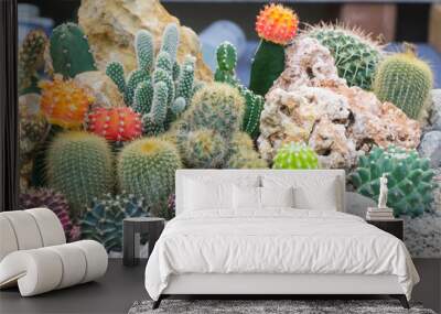 group cactus garden in pot with white stone for decorate .gymnocalycium,chin cactus,mammillaria plum Wall mural