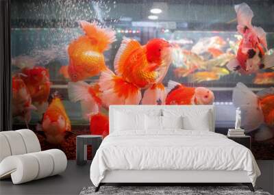 Many goldfish The scientific name Carassius auratus is a colorful fish. The body is white, surrounded by red. With a large jelly head With long tails and fins Used as an illustration, gold fishes over Wall mural