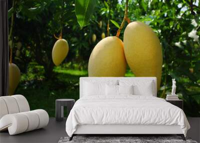 fresh twin mango hanging from a mango tree in the garden.Yellow fruits contain beta carotene. And antioxidant Wall mural