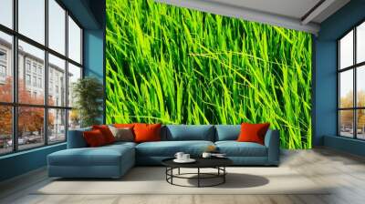 Background of a green grass. Green grass texture Green grass texture from a field. Wall mural