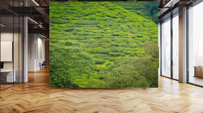 Cameron Highlands Boh tea plantation Wall mural