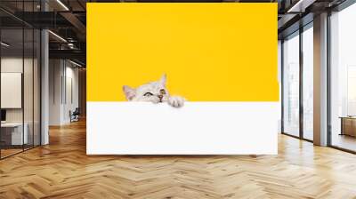 Small white kitten head with black stripes, paw up on blank white paper, cat Scottish fold breed on orange background. for advertising signs. Wall mural