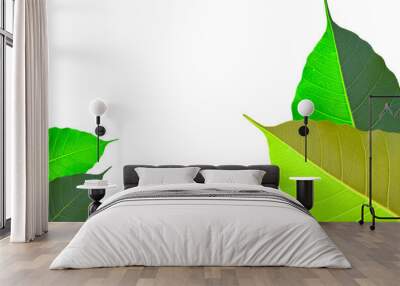 Bodhi leaves that are beautiful and fresh with a clean white background. Wall mural