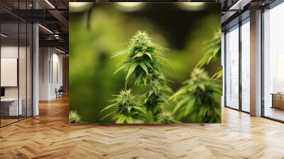 Blooming Marijuana plant with early white Flowers, cannabis  leaves, marijuana Wall mural