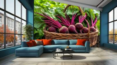 A basket of freshly picked beets (Beta vulgaris) with their deep red roots and lush green tops Wall mural