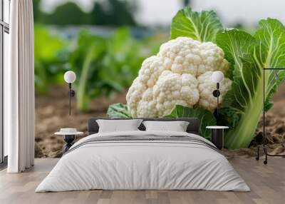 A cauliflower of cauliflower (Brassica oleracea) in the field, ready for harvesting Wall mural