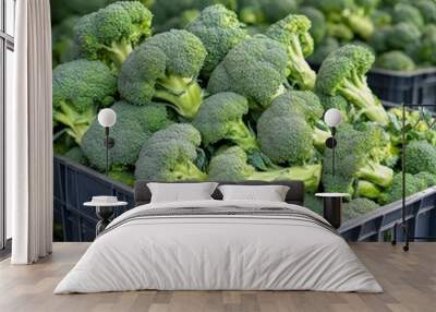 A crate of fresh broccoli (Brassica oleracea), with bright green florets ready for market sale Wall mural