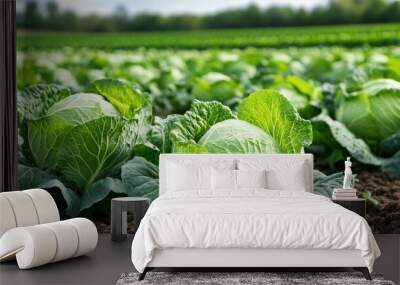 A field of cabbage (Brassica oleracea), being harvested for fresh market sales Wall mural