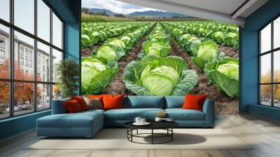 A field of cabbage (Brassica oleracea), being harvested for fresh market sales Wall mural