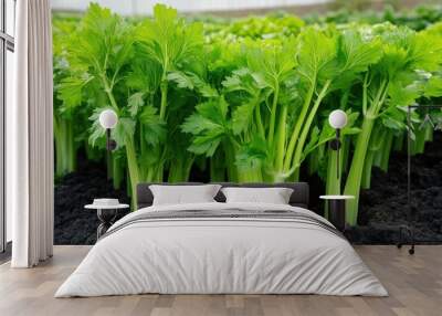 A field of celery (Apium graveolens) with long, crisp stalks ready for the market Wall mural