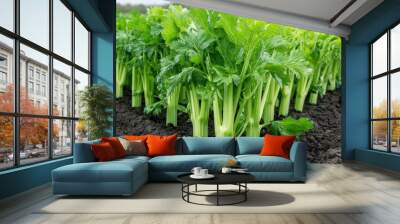 A field of celery (Apium graveolens) with long, crisp stalks ready for the market Wall mural