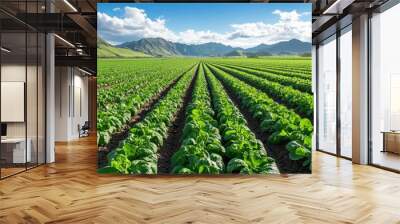 A field of leafy spinach (Spinacia oleracea), being harvested for fresh market sales Wall mural