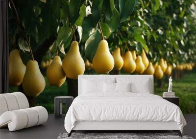 A grove of market-ready pear trees (Pyrus species), with golden pears hanging low Wall mural