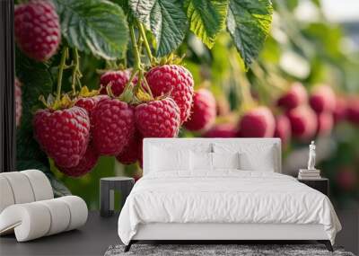 A grove of market-ready raspberries trees (Rubus idaeus), with ripe fruit ready for picking Wall mural