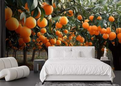 A grove of orange trees (Citrus sinensis) laden with bright, market-ready oranges Wall mural