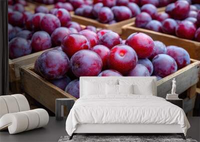 A market stand full of ripe plums (Prunus domestica), with deep purple skins and juicy flesh Wall mural