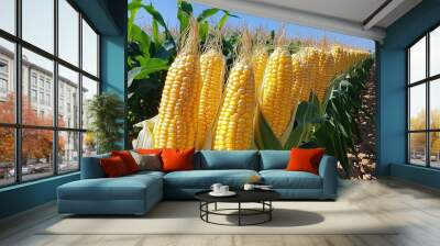 A row of fresh corn cobs (Zea mays) on the stalk, golden kernels gleaming in the sun Wall mural