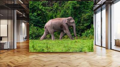 Wild elephant in the beautiful forest Wall mural