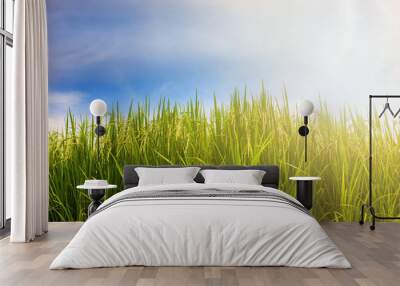 Rice field with blue sky Wall mural