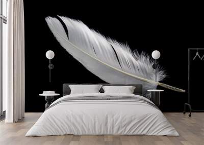 single white feather isolated on black background Wall mural